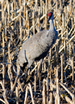 Sandhill Crane 1815